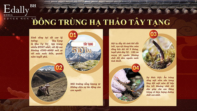 Đông trùng hạ thảo Tây Tạng